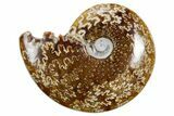 Polished Ammonite (Cleoniceras) Fossil - Madagascar #358411-1
